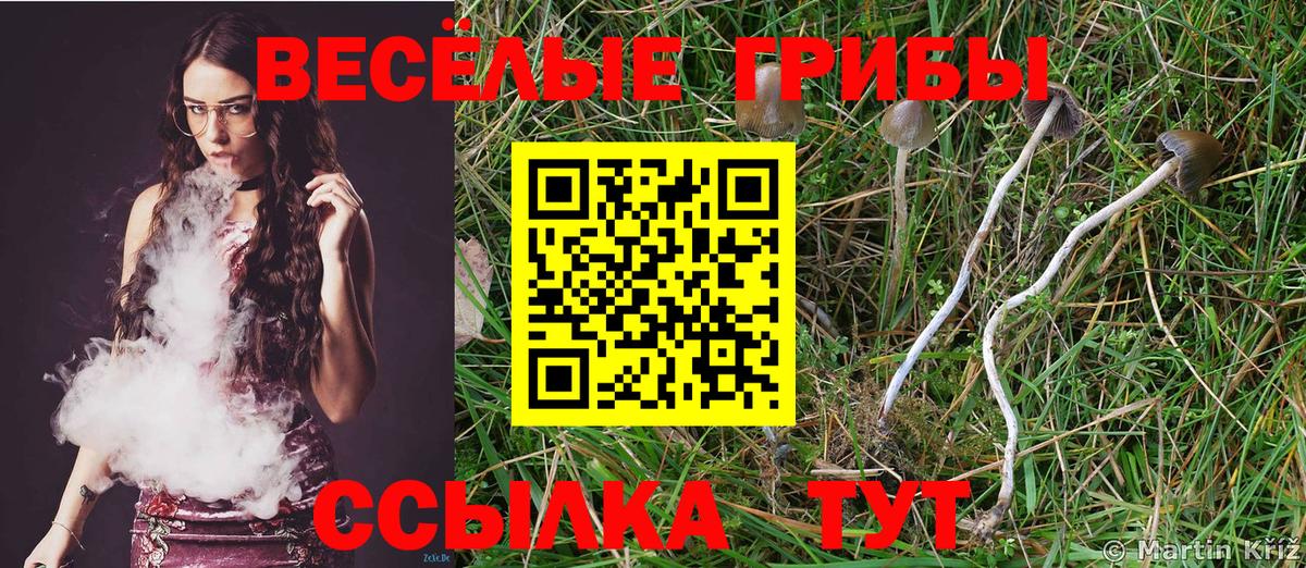 Нерюнгри  Псилоцибиновые грибы Cubensis  Вход с VPN 